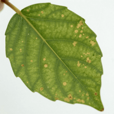 featured article image